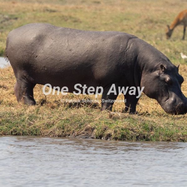 Namibia - Mahango Core Area / Hippo at land river, Nilpferd an Land Fluss