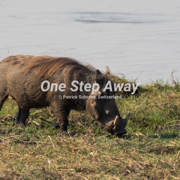 Namibia - Mahango Core Area / wild boar at river, Wildschwein am Fluss