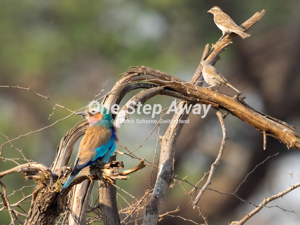 Namibia - Mahango Core Area / colored lilac breasted roller bird sitting, farbiger Gabelracke sitzend