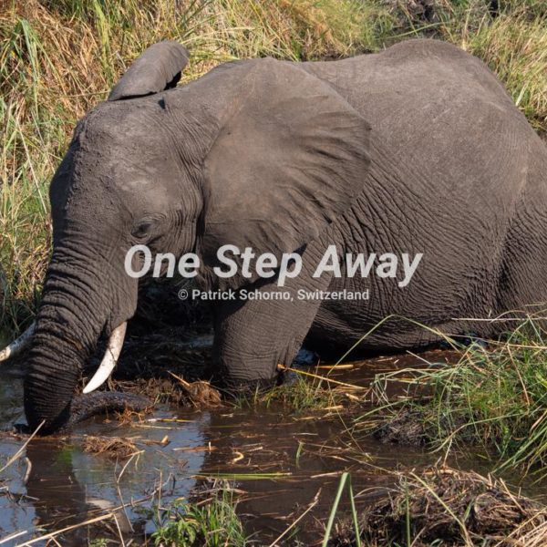 Namibia - Caprivi / Mudumu NP game drive close to Nakatwa Camp 1 elephant in water, Elephant im Wasser Grass