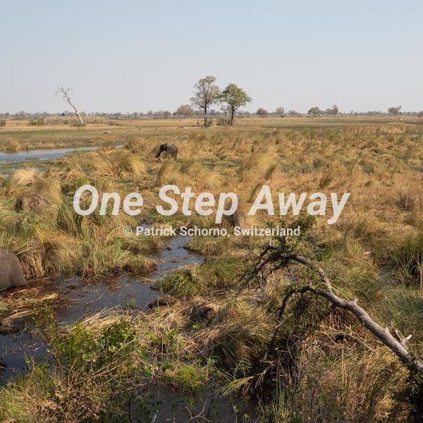 Namibia - Caprivi / Mudumu NP game drive close to Nakatwa Camp 1 elephant in water, Elephant im Wasser Grass