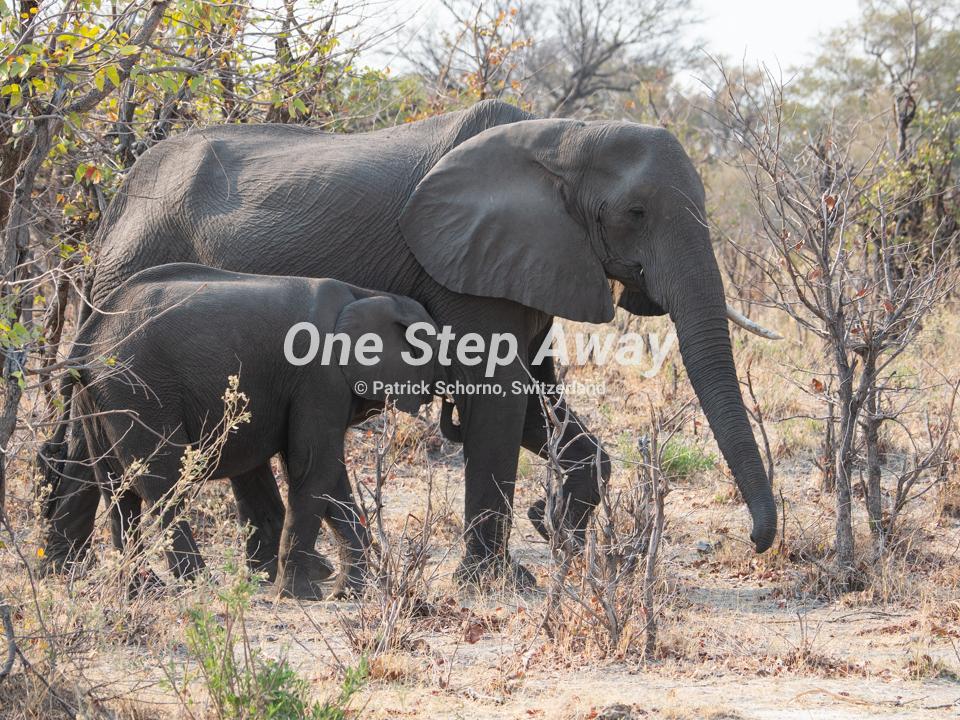 Namibia - Caprivi / Mudumu NP elephant mother with calf, Elephanten Mutter mit Kalb