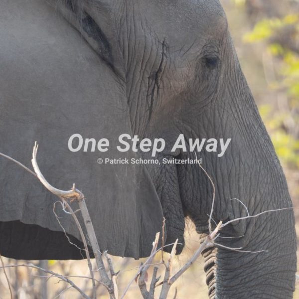 Namibia - Caprivi / Mudumu NP elephant head, Elephanten Kopf