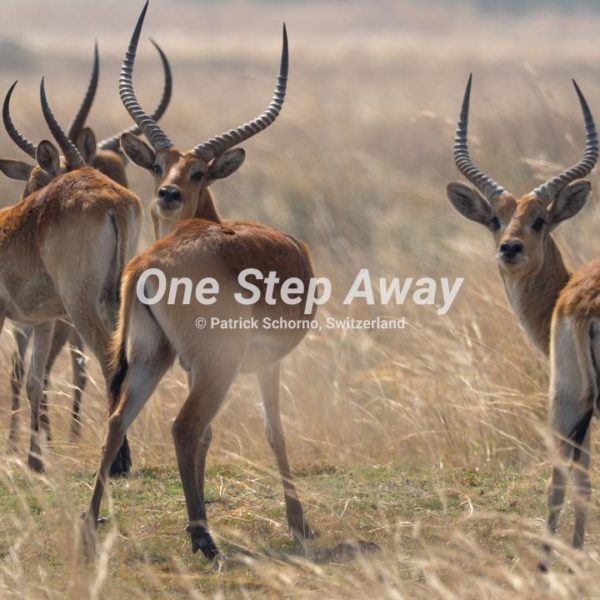 Namibia - Caprivi / Nkasa Rupara NP springboks antelopes, Springböcke Antilopen