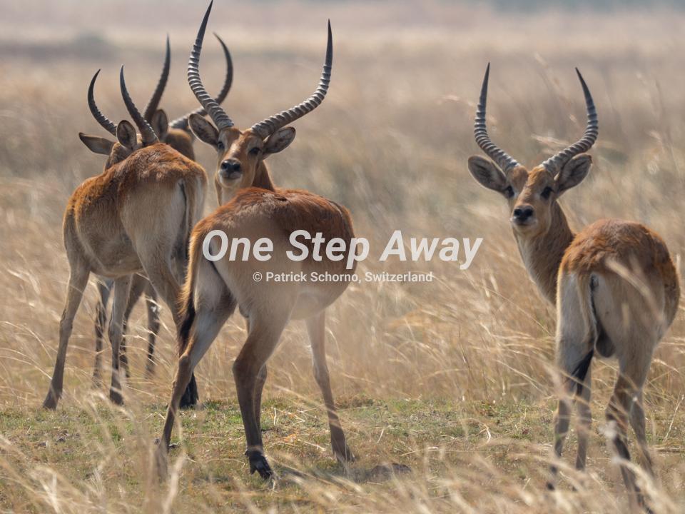 Namibia - Caprivi / Nkasa Rupara NP springboks antelopes, Springböcke Antilopen