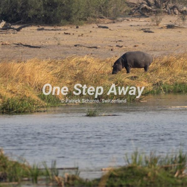 Namibia - Caprivi / Nkasa Rupara NP hippo in the grass river, Nilpferd im Gras am Fluss