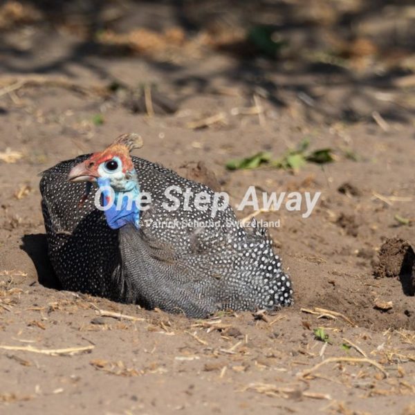 Namibia - Kasane / Chobe NP guinea fowl, Perlhuhn