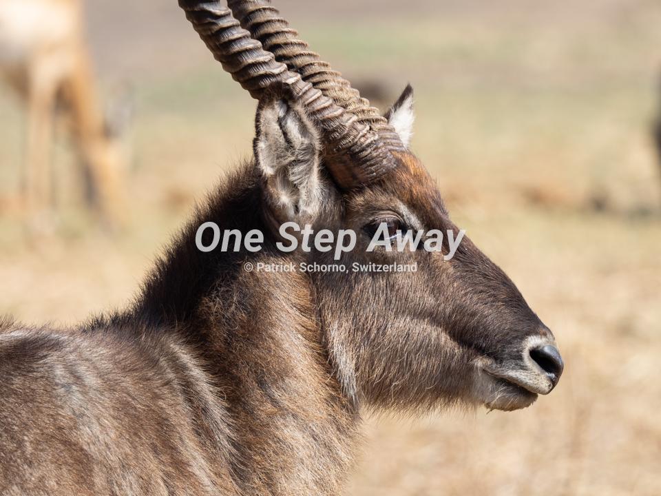 Namibia - Kasane / Chobe NP puku antelope, Puku Antilope