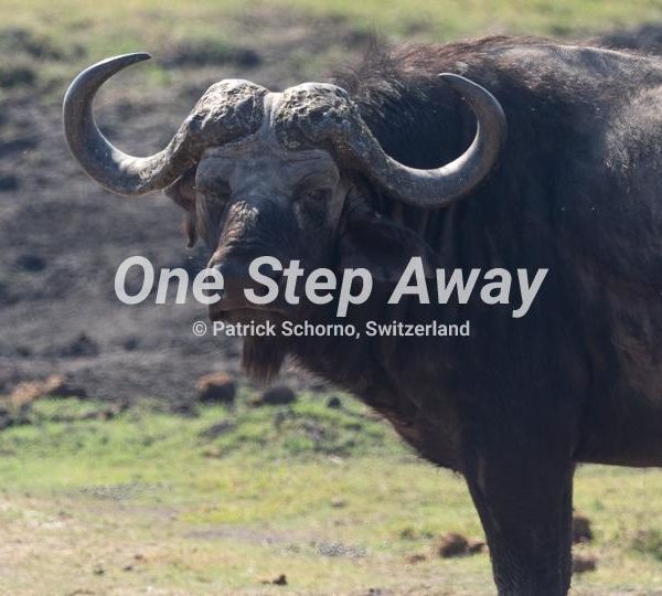 Namibia - Kasane / Chobe NP water buffalo, Wasserbüffel