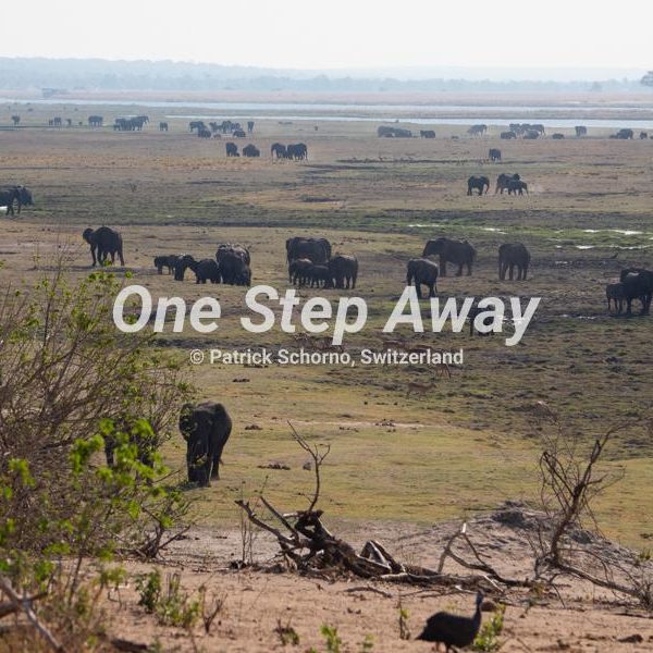 Namibia - Kasane / Chobe NP elephant meeting at river side, Elephantentreffen am River