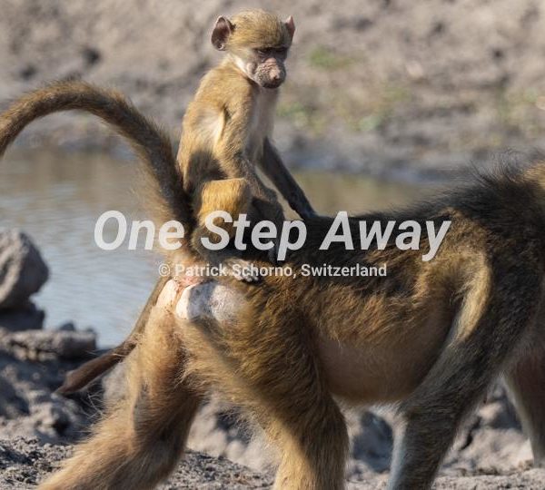 Namibia - Kasane / Chobe NP bamboon mother with baby on the back at river side, Pavian Mutter mit Baby auf dem Rücken am River