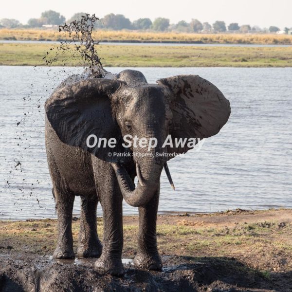 Namibia - Kasane / Chobe NP elephant at the mood whole, Elephant am Schlammloch