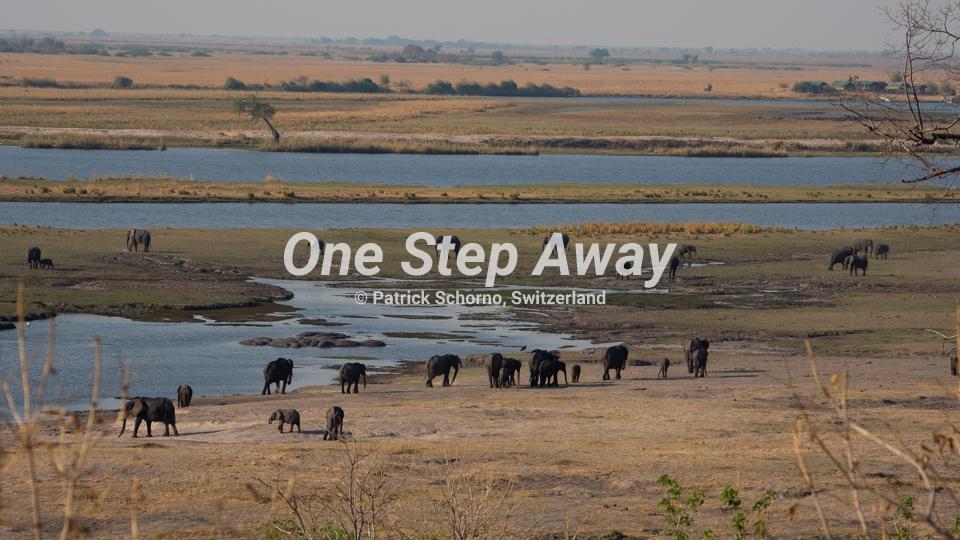 Namibia - Kasane / Chobe NP elephant meeting at river side, Elephantentreffen am River