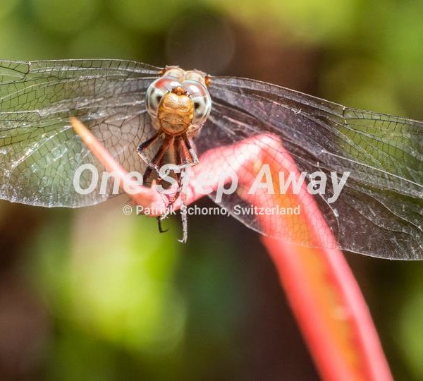 Namibia - Livingstone / Victoria Falls dragonfly, Libelle