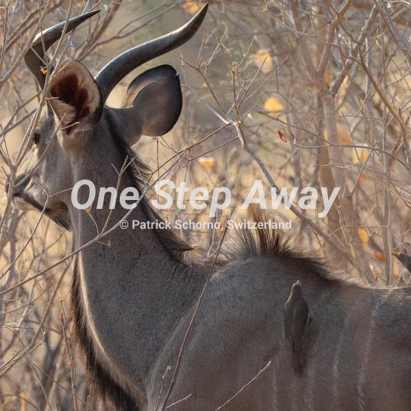 Namibia - Kasane / Chobe NP big Kudu with bush, Grosser Kudu im Busch