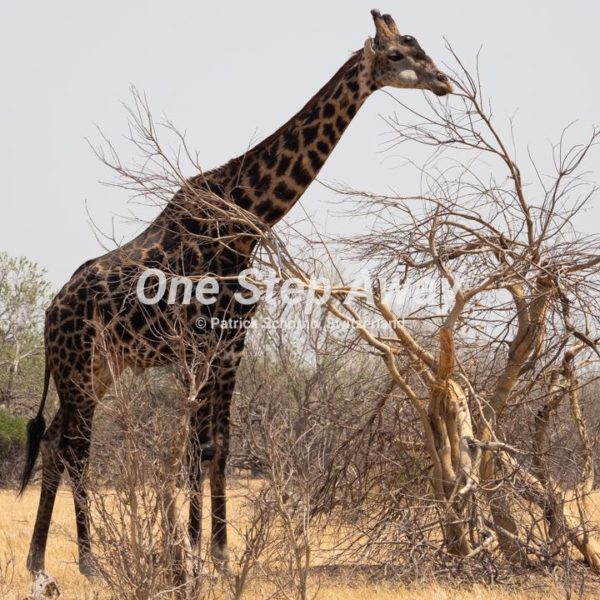 Namibia - Kasane / Chobe NP Giraffe