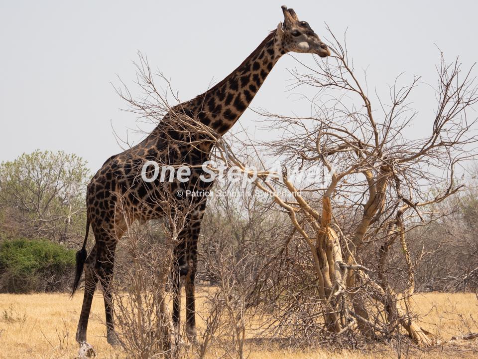 Namibia - Kasane / Chobe NP Giraffe