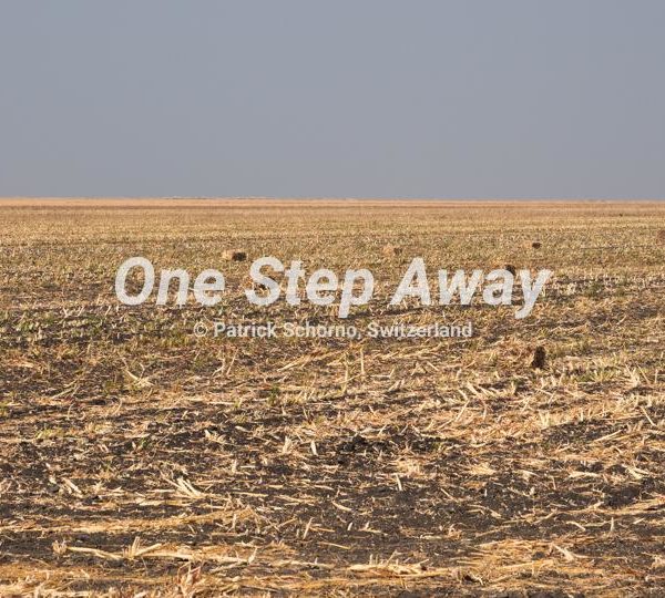 Botswana - Pandamatenga / corn field, Kornfeld