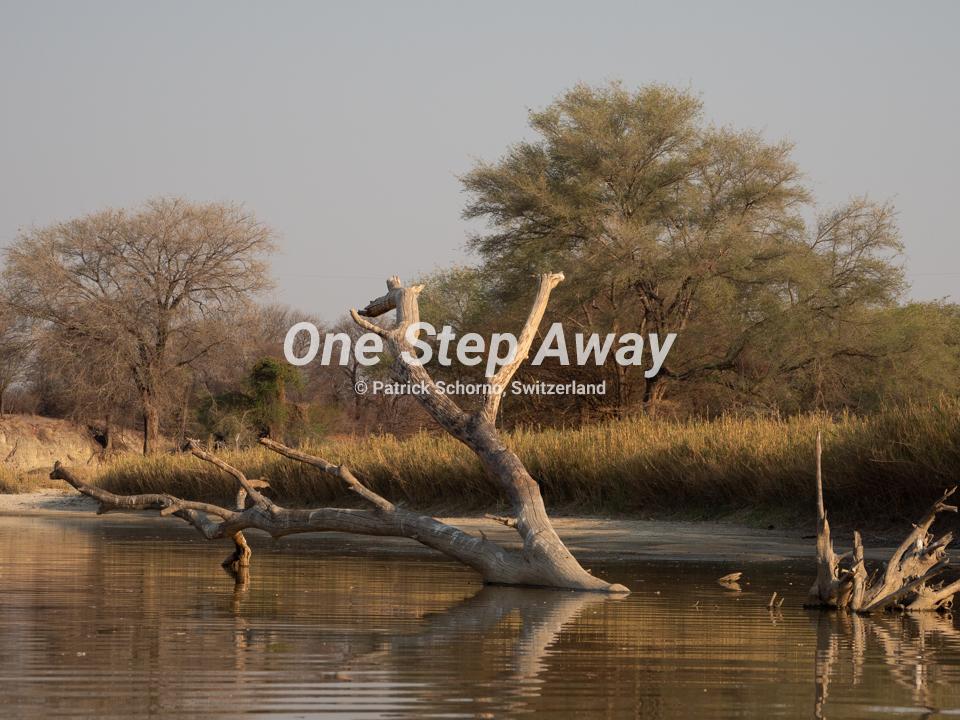 Botswana - Nata / Eselbe Backpacker Camp tree trunk in the river, Baumstamm im Fluss