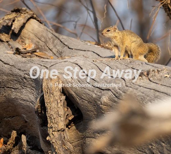 Botswana - Nata / Eselbe Backpacker Camp squirrel on trunk, Eichhörnchen auf Baumstamm