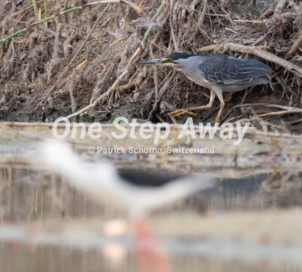 Botswana - Nata / Eselbe Backpacker Camp grey water bird, grauer Wasser Vogel
