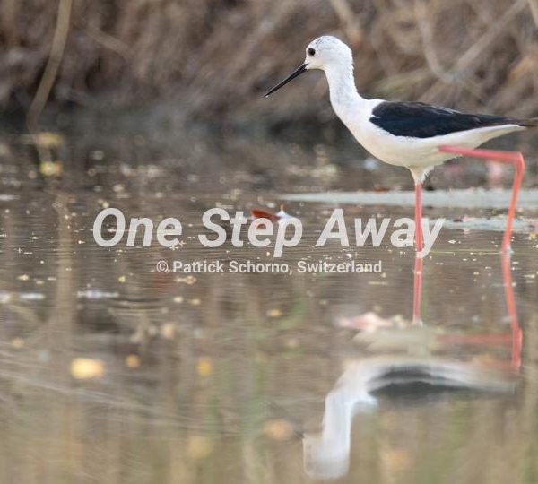 Botswana - Nata / Eselbe Backpacker Camp white stilt bird, weisser Stelzenvogel