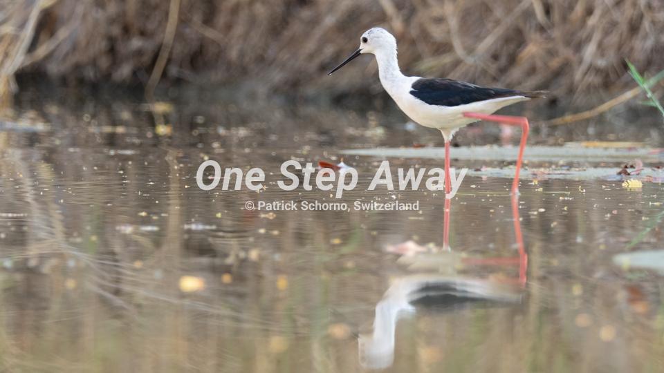 Botswana - Nata / Eselbe Backpacker Camp white stilt bird, weisser Stelzenvogel