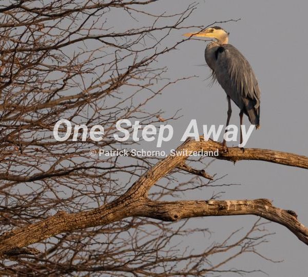 Botswana - Nata / Eselbe Backpacker Camp grey heron on branch, grauer Fischreiher auf Ast