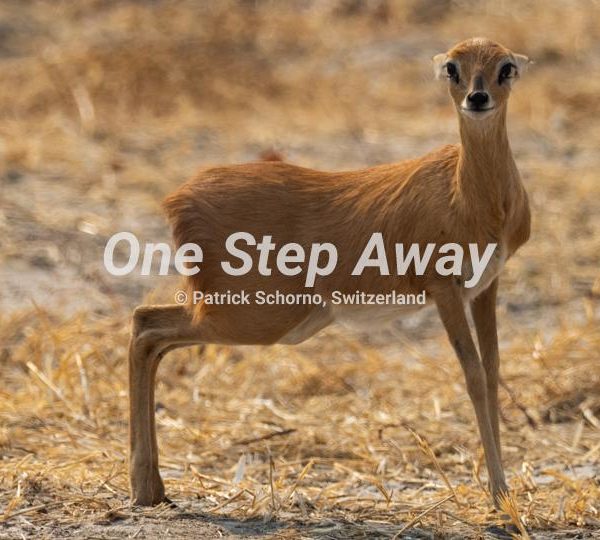 Botswana - Nata / Eselbe Backpacker Camp little antelope on old Hunter Road, kleine Antilope auf Old Hunter Road