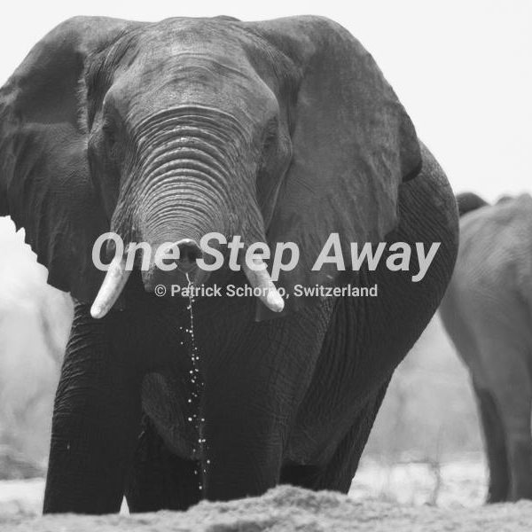 Botswana - Nata / Eselbe Backpacker Camp elephant on old Hunter Road, Elephant auf Old Hunter Road