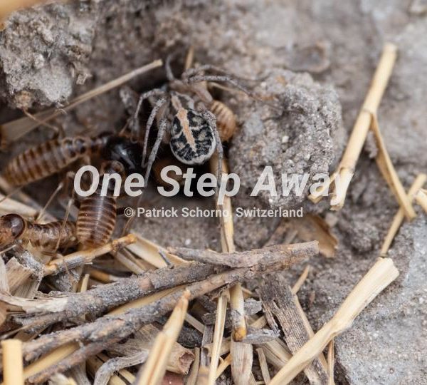 Botswana - way to Kubu island / big ants on earth with spider as hunter, grosse Ameisen auf der Erde mit Spinne als Jäger
