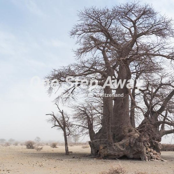 Botswana - way to Kubu island / Baobab tree and sand storm background, Baobab Baum mit Sandsturm im Hintergrund