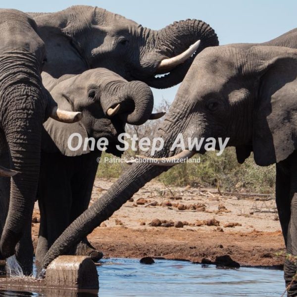 Botswana - Maun / Elephants at water whole, am Wasserloch