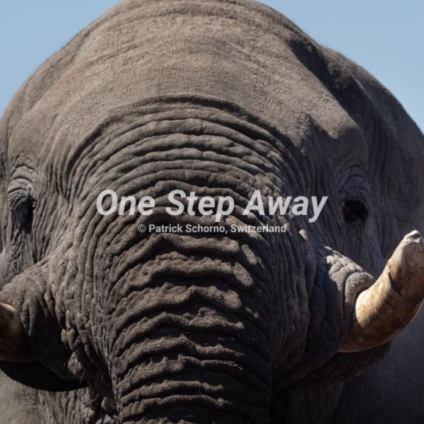 Botswana - Maun / Elephant head, Kopf