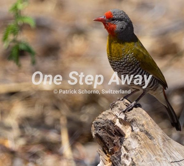 Botswana - Maun / green yellow colored bird, Grün Gelb farbiger Vogel