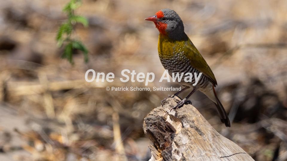 Botswana - Maun / green yellow colored bird, Grün Gelb farbiger Vogel