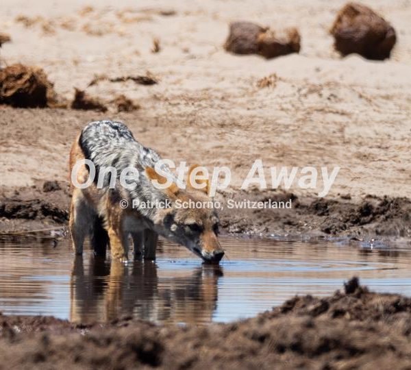 Botswana - Maun / Jackal at the water whole, Schakal am Wasserloch