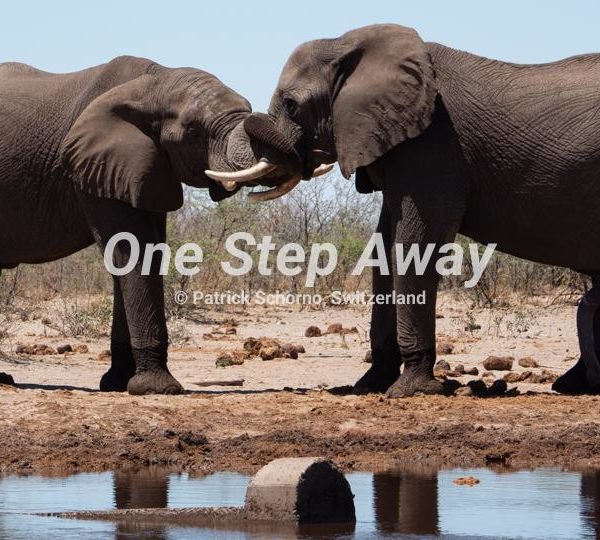 Botswana - Maun / Elephants at water whole, am Wasserloch