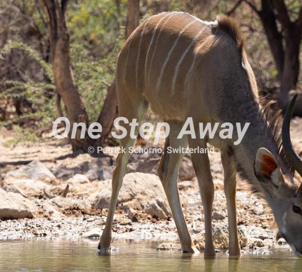 Botswana - Ghanzi / Big Kudu at water whole at Ghanzi Dque Qare Game Farm, Grosser Kudu am Wasserloch der Farm