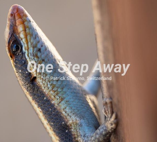 Botswana - Ghanzi / Lizard head at trunc, Eidechsenkopf am Stamm