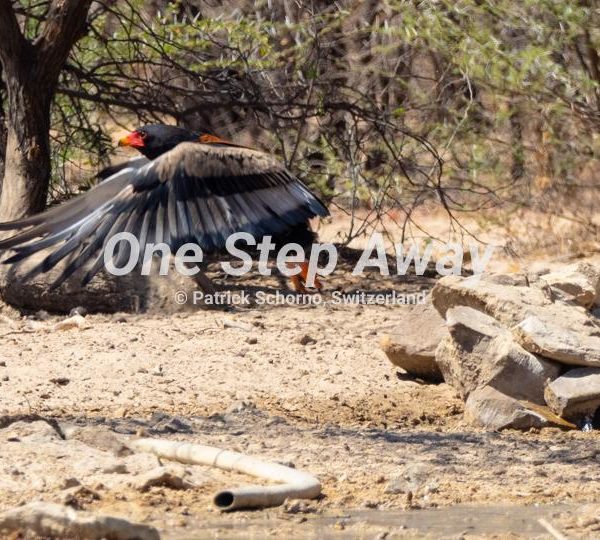 Botswana - Ghanzi / Eagle at water whole at Ghanzi Dque Qare Game Farm, Adler am Wasserloch der Farm