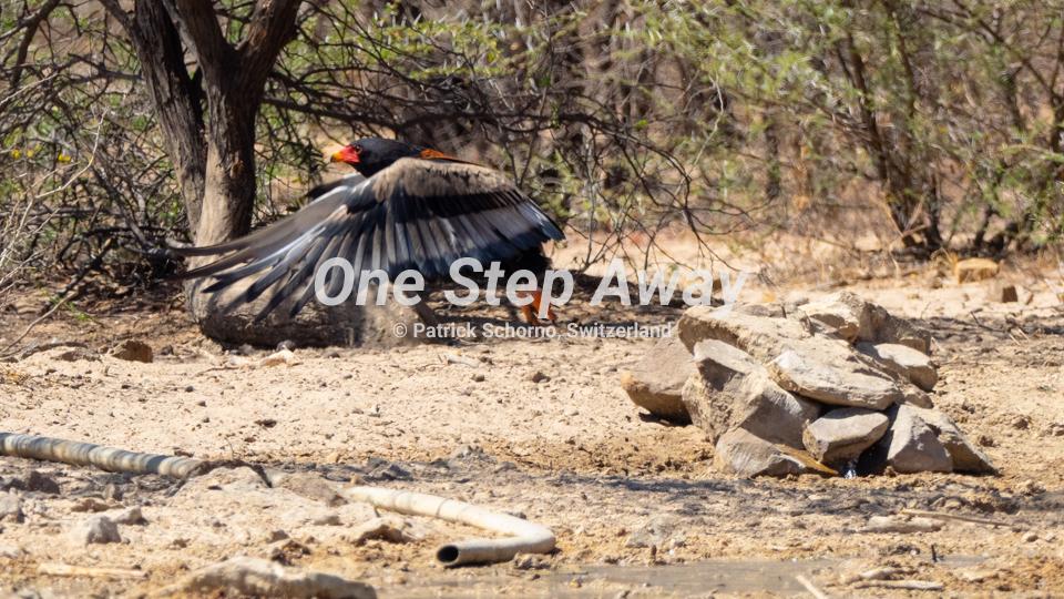 Botswana - Ghanzi / Eagle at water whole at Ghanzi Dque Qare Game Farm, Adler am Wasserloch der Farm
