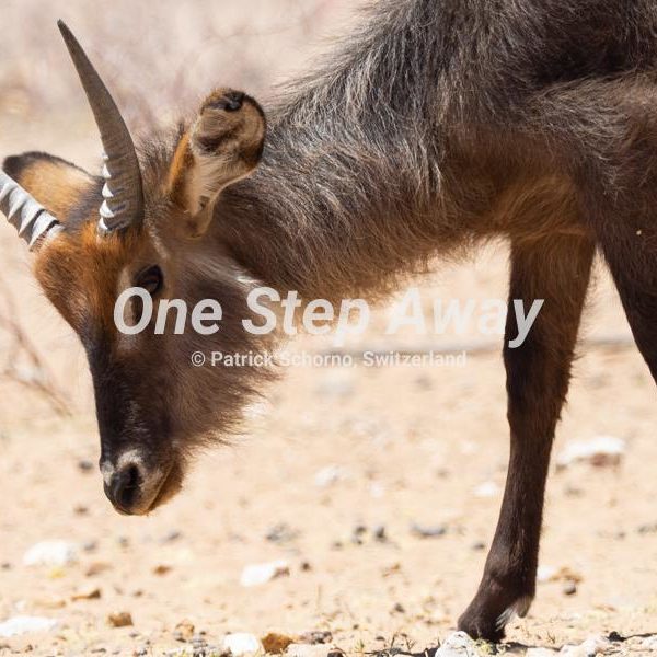 Namibia - Gobabis / Puku antelope, Puku Antilope