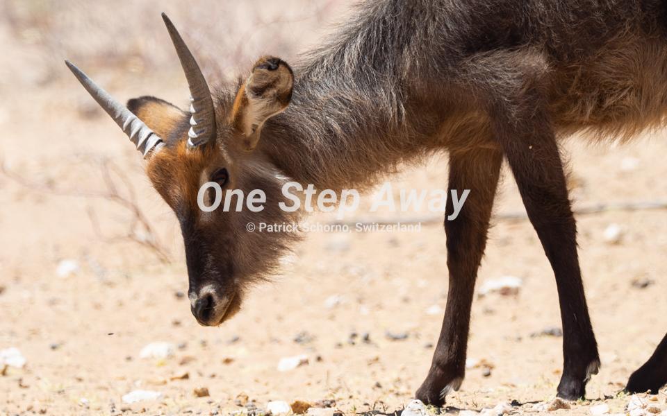 Namibia - Gobabis / Puku antelope, Puku Antilope
