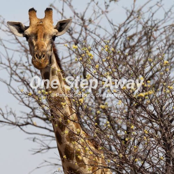 Namibia - Gobabis / Giraffe head at Kalahari Bush Breaks, Giraffe Kopf