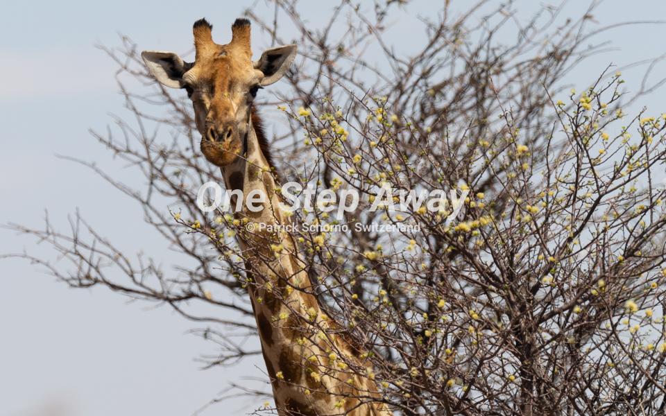 Namibia - Gobabis / Giraffe head at Kalahari Bush Breaks, Giraffe Kopf