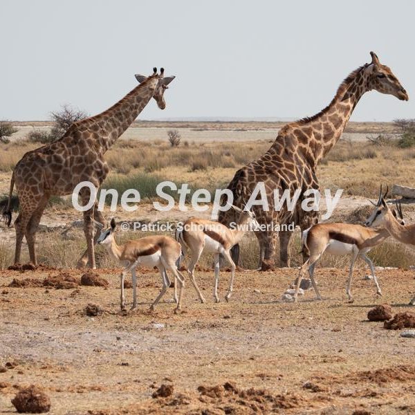 Namibia - Etosha NP / Giraffe and Springbok antelope, Giraffe und Springbock Antilopen