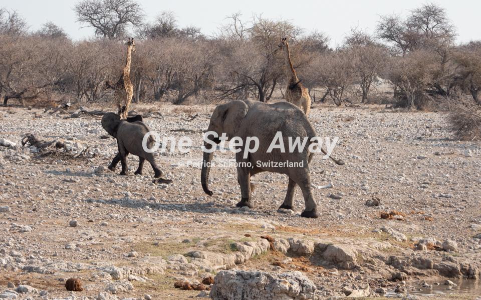 Namibia - Etosha NP / Giraffe and elephants, Giraffe und Elephanten