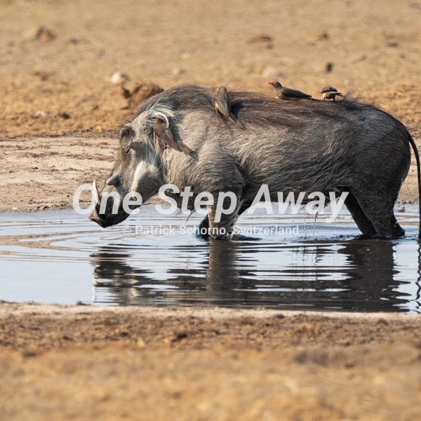 Namibia - Mahango Core Area / Wild boar with birds on the back, Wildschwein mit Vögel auf dem Rücken