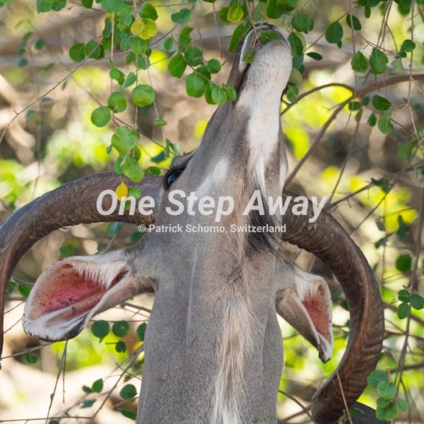 Namibia - Kasane / Chobe NP Big Kudu antelope head, Grosser Kudu Antilope Kopf